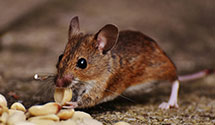 24 Hour & Emergency Exterminators in Dayton, NJ
